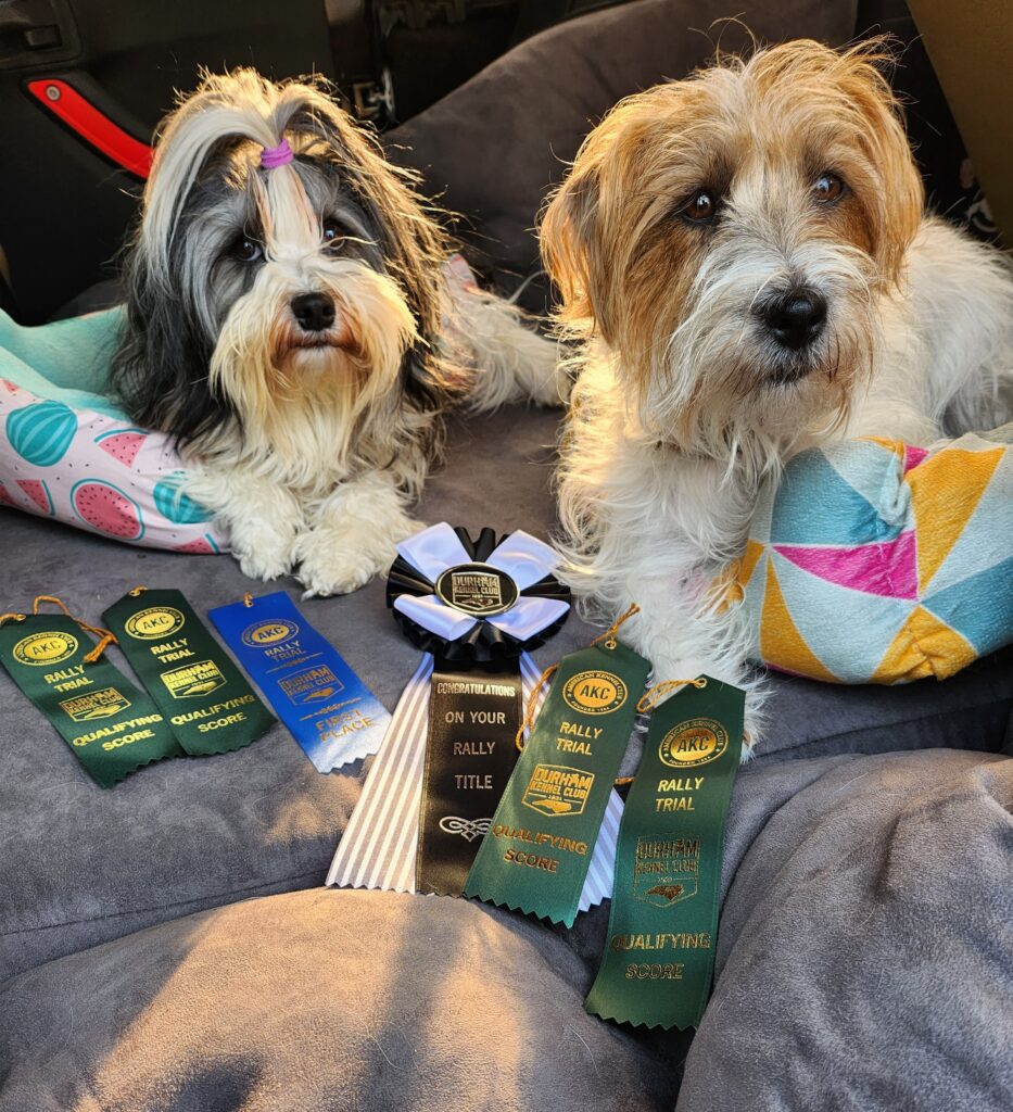 Dogs with win ribbons