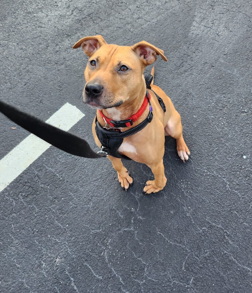 Dog focused on person holding the leash