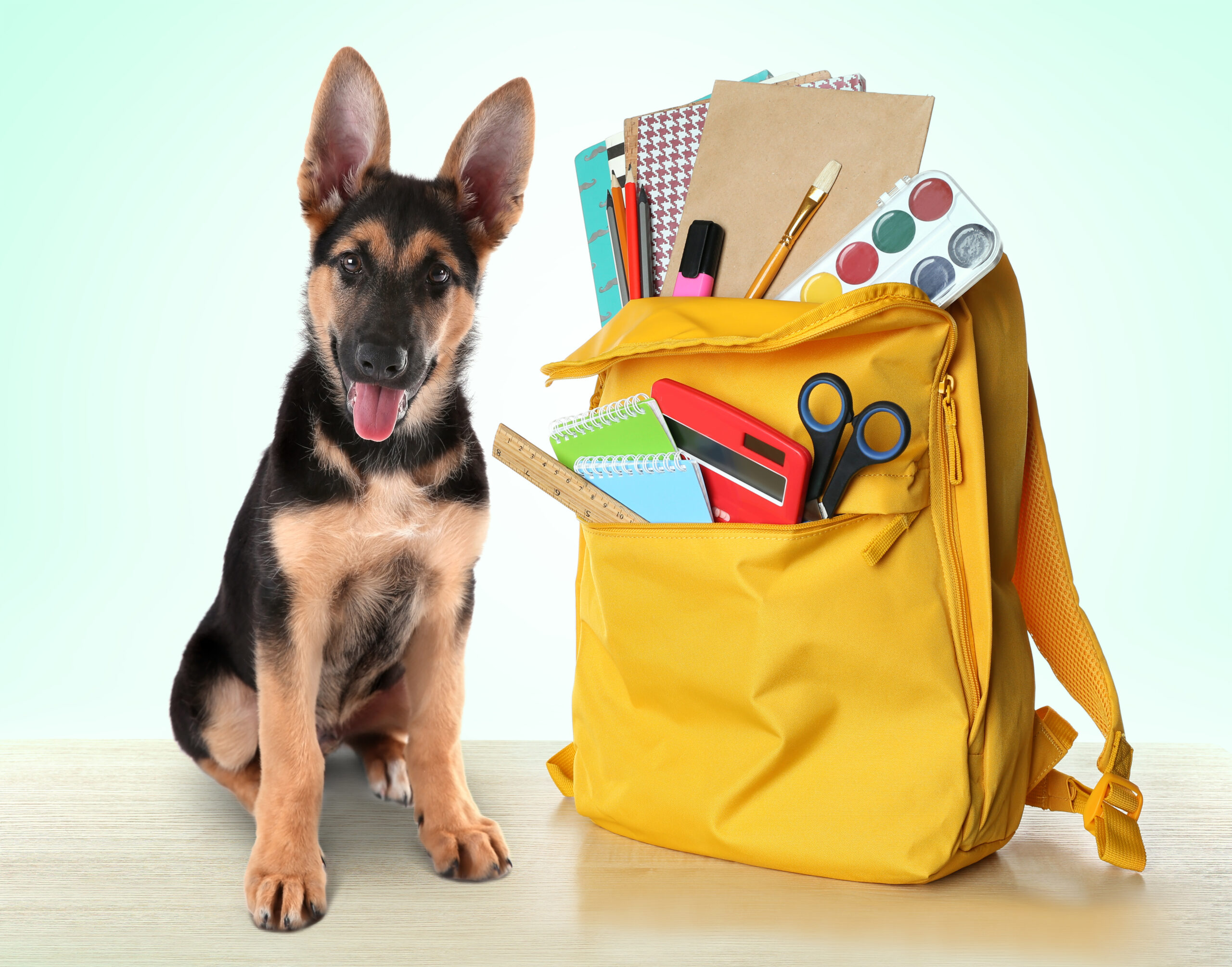 Dog school fashion supplies