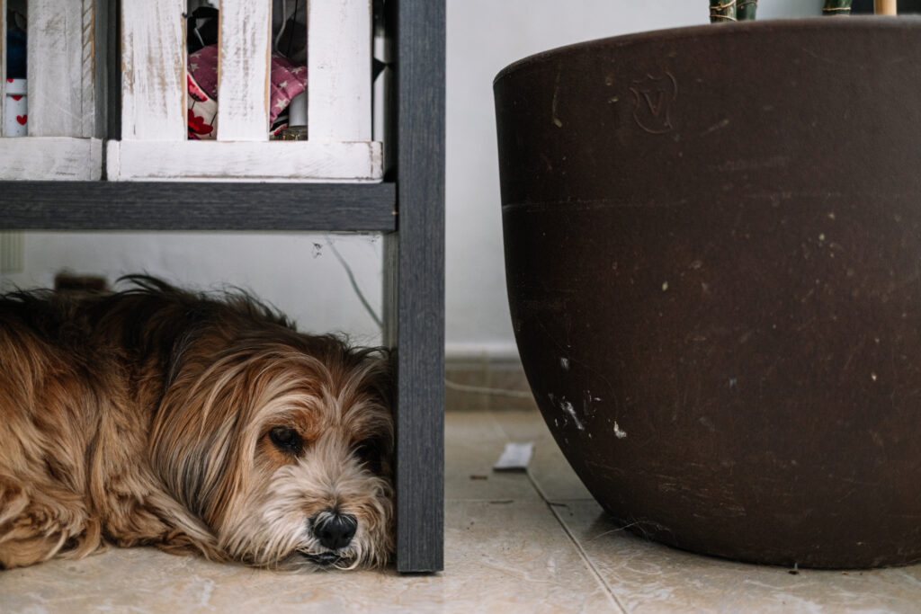 Scared dog hiding under furniture