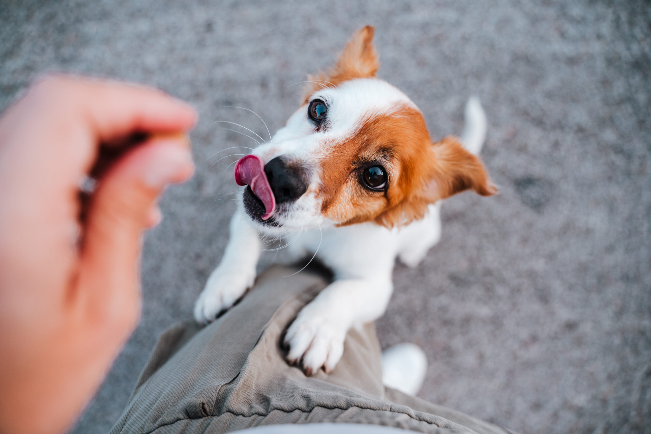 Jumping puppy unintentionally rewarded by person