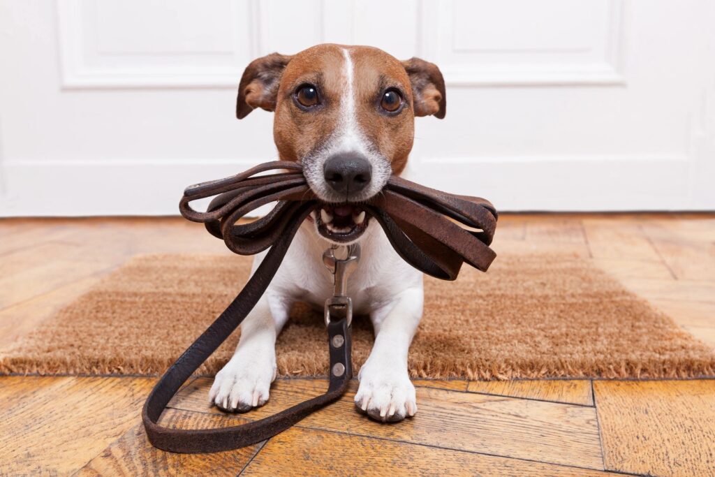 Dog holding his leash