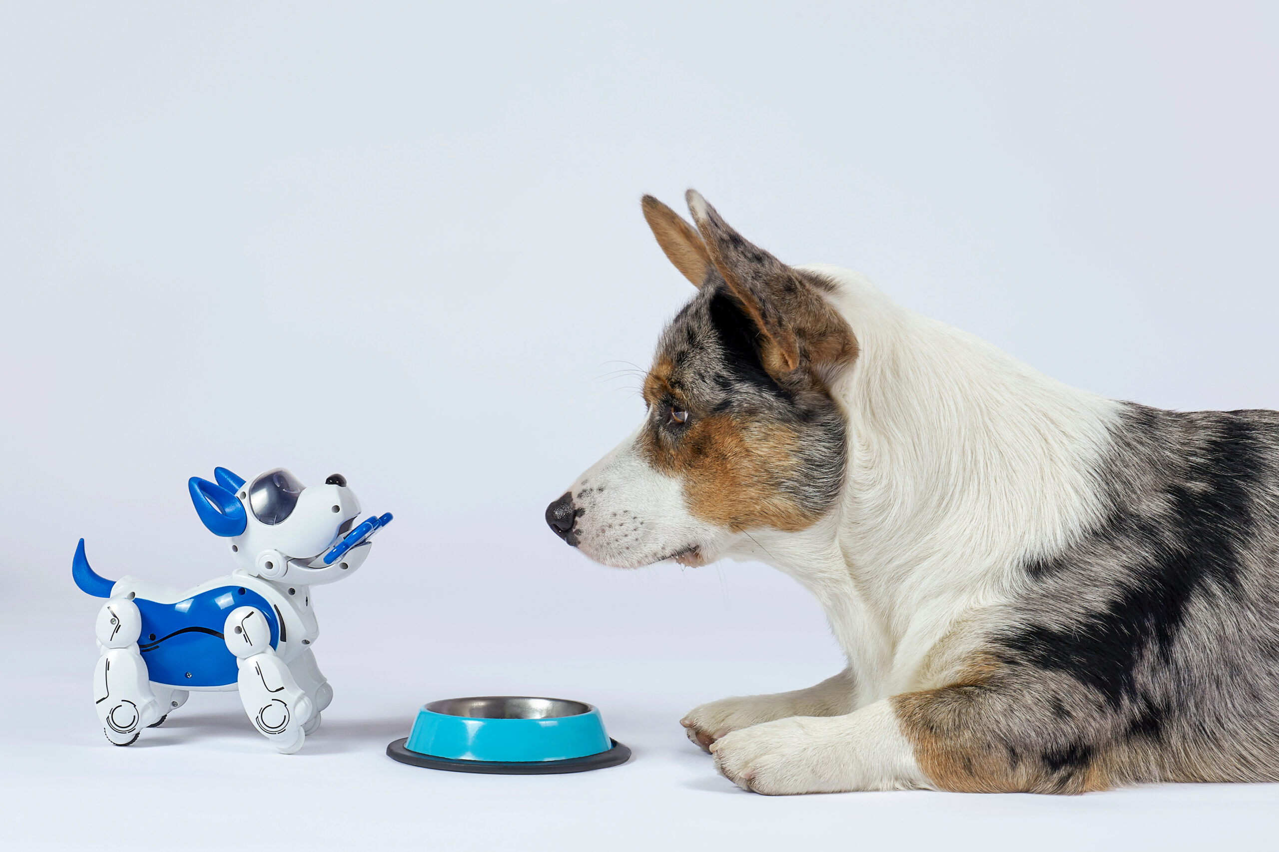 Corgi with a dog robot