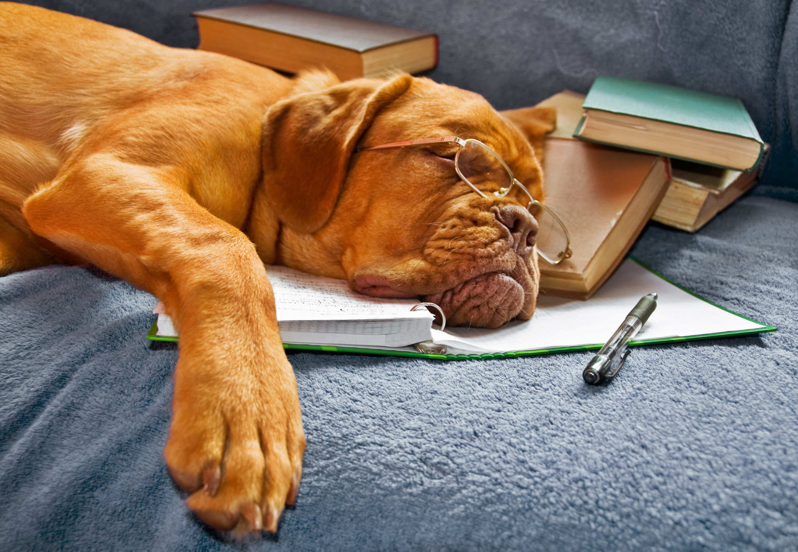 Glasses wearing dog sleeping with head in a book