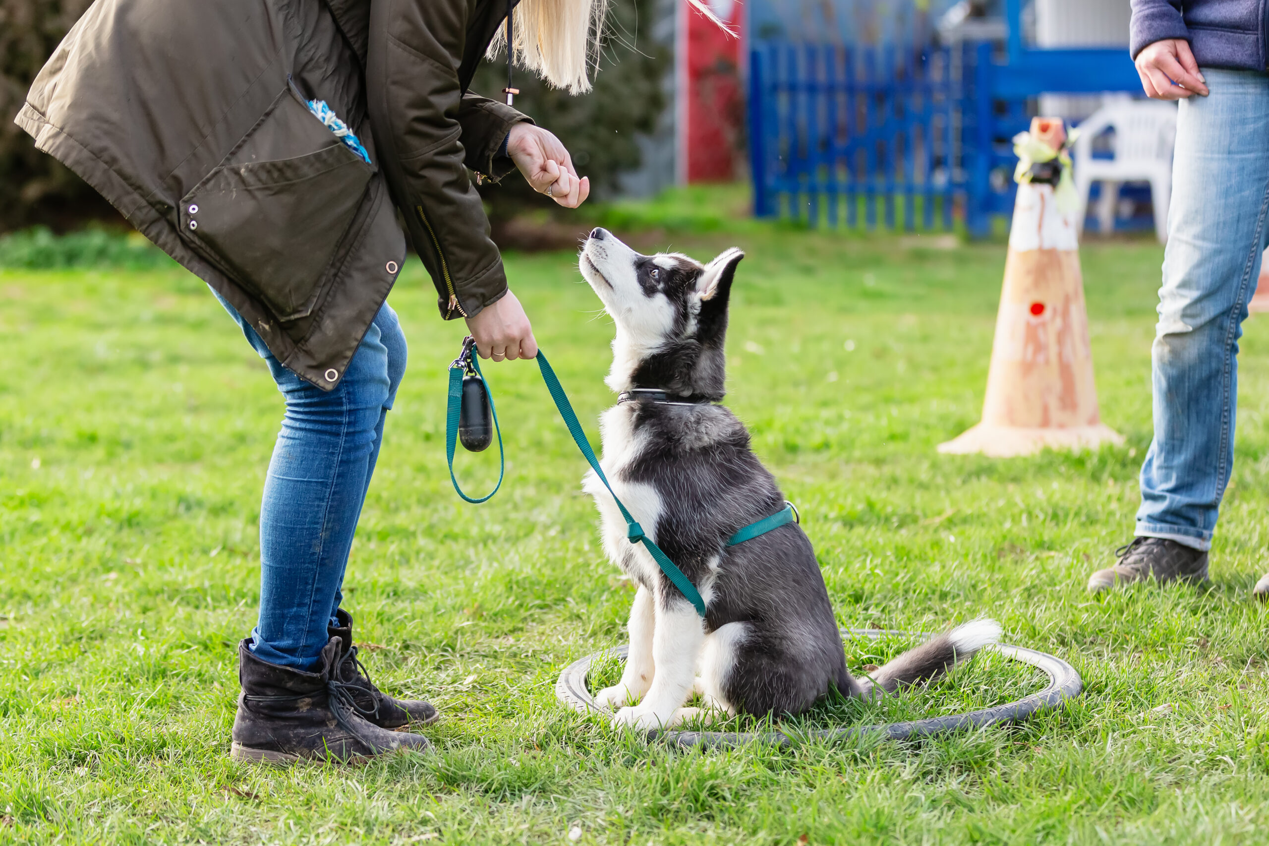 dog training group class